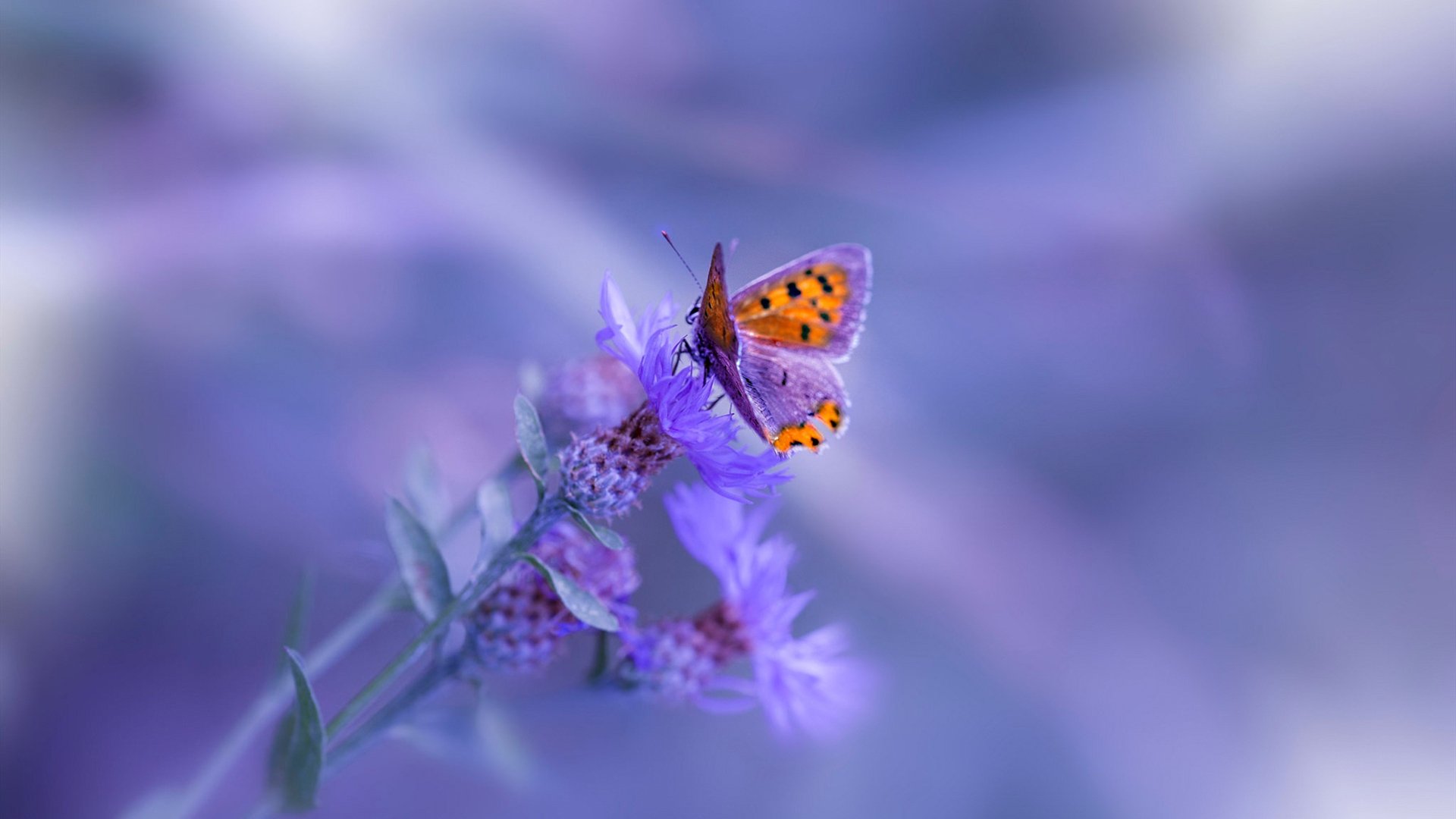 数字化青少年足球培训系统实现个性化成长路径定制,提升训练效果