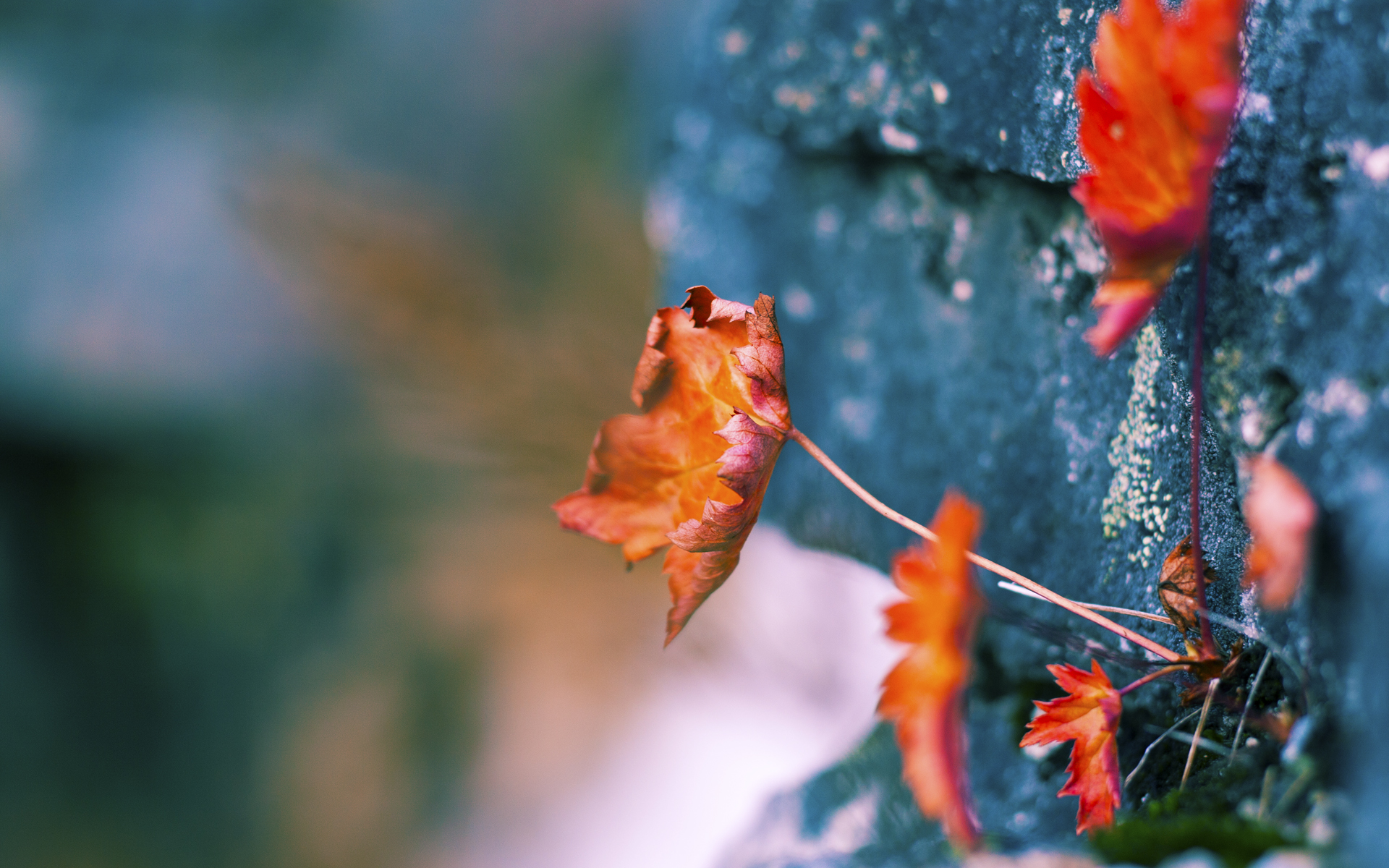 美洲杯星光璀璨：明星闪耀瞬间！，美洲杯巡礼