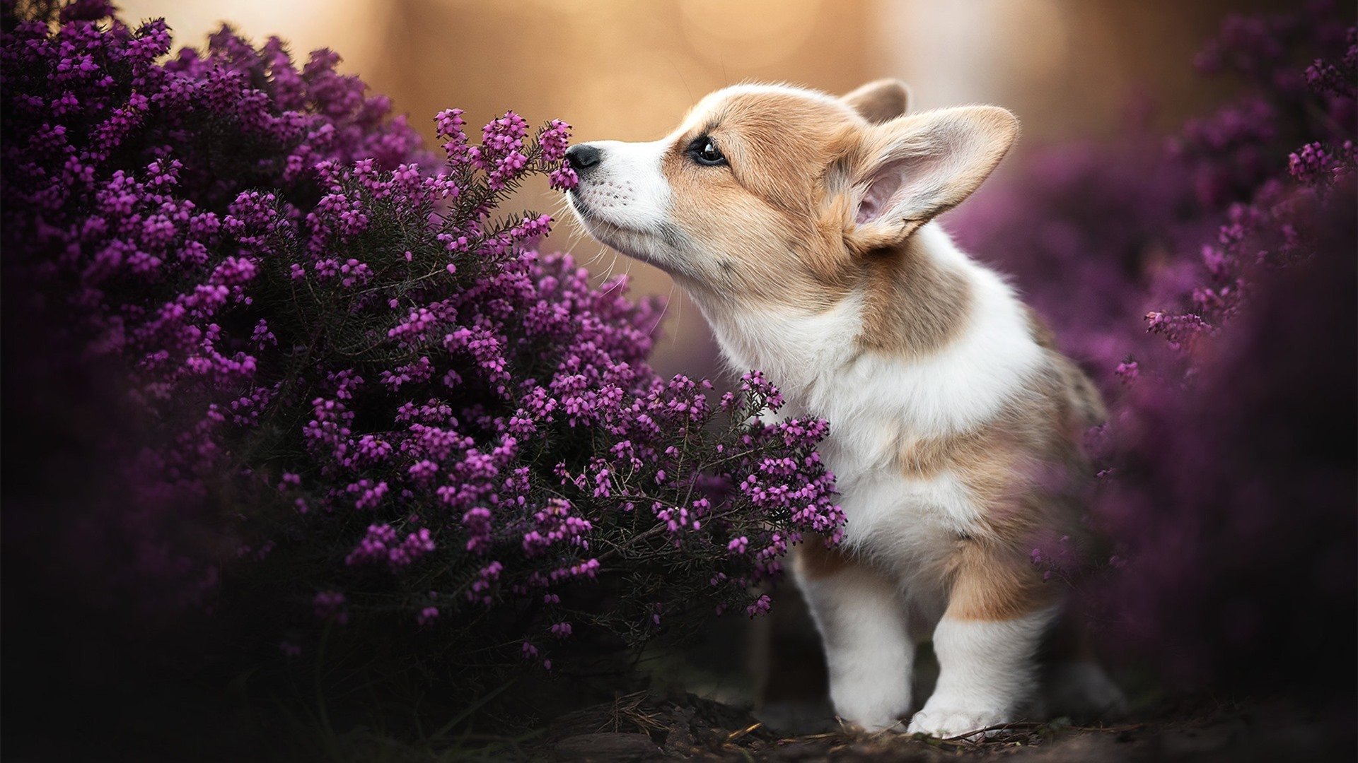 马尔尚200米个人混合泳决赛表现超预期,马尔尚冰球